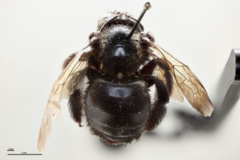 Media type: image;   Entomology 810643 Aspect: habitus dorsal view